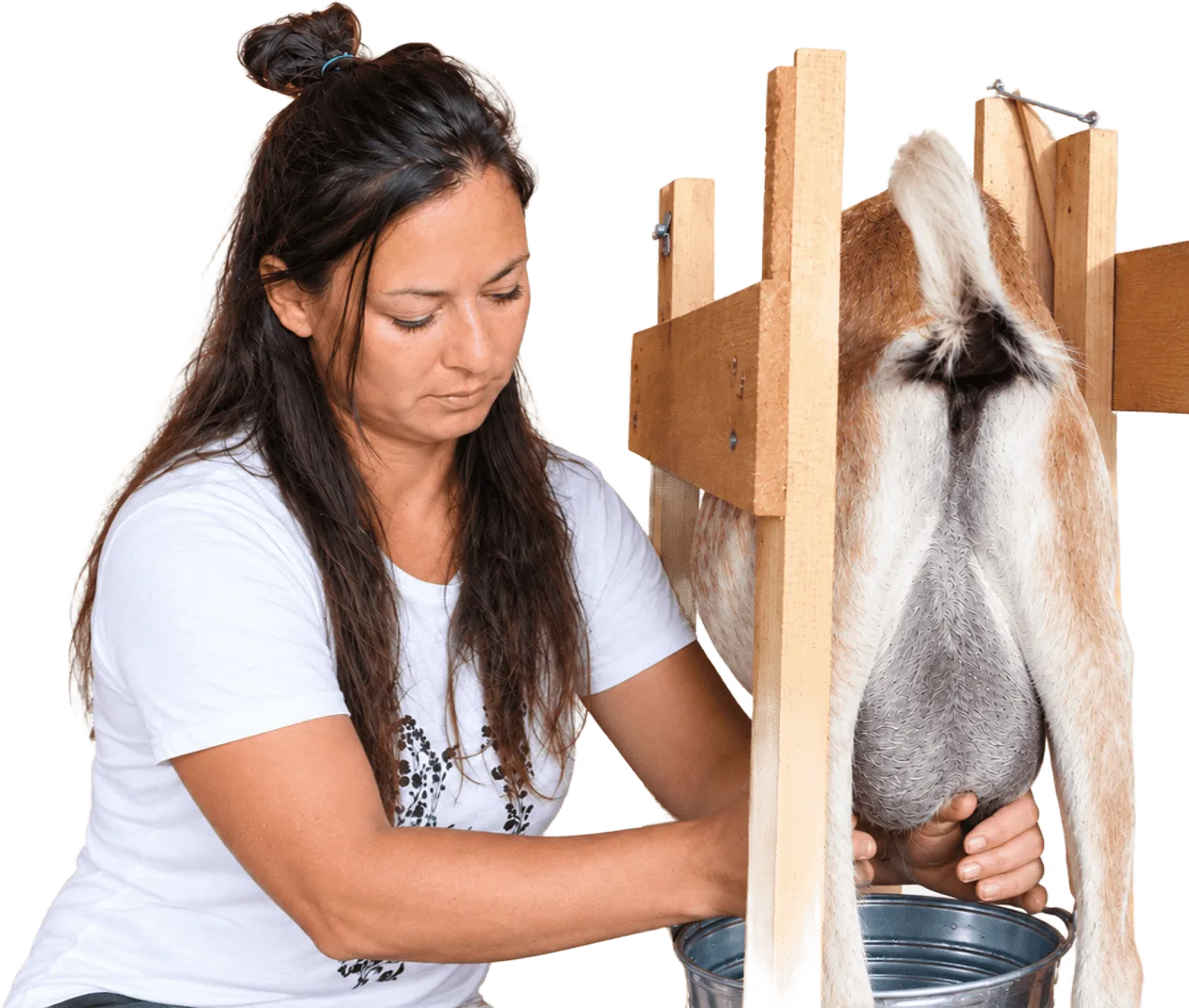 Žaneta Svozilová milking a goat on the farm